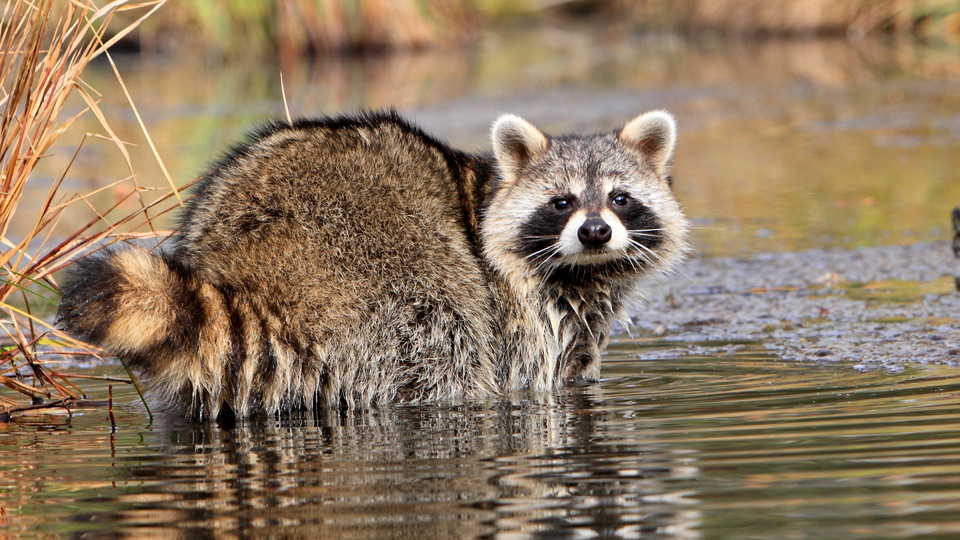 Fotograf: Ardea
Bildbyrå: IBL tvattbjorn-960x540.jpg