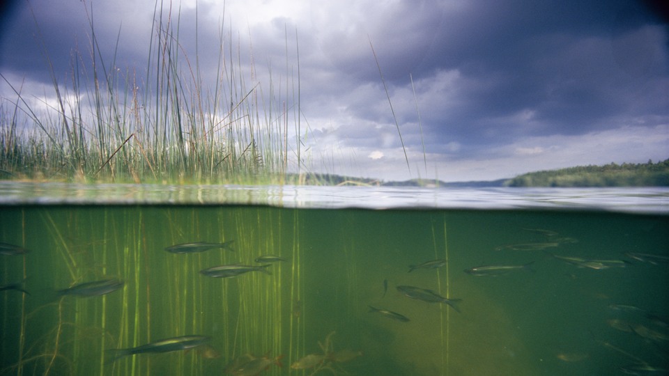Undervattensbild med fiskar och vass. Magsjön, Södermanland, Sverige