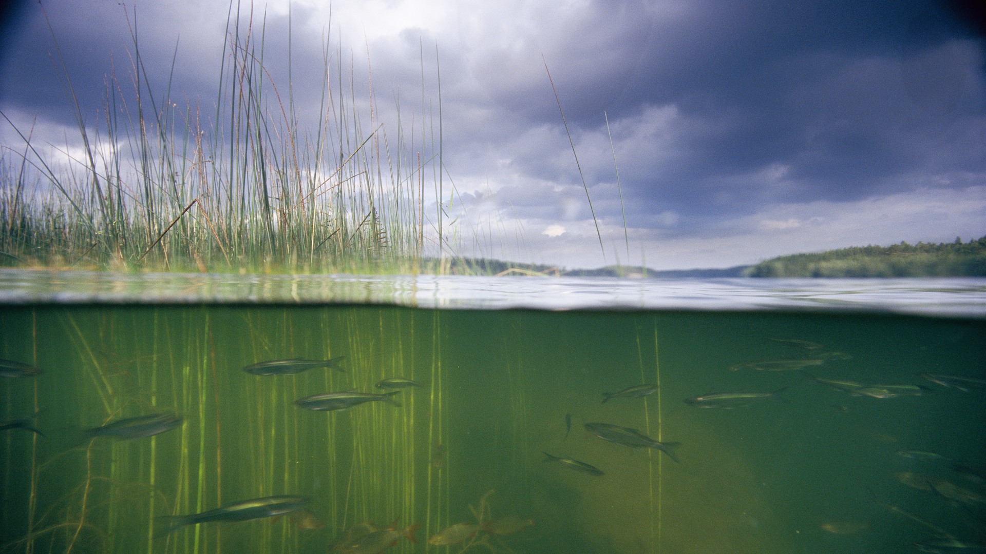 Fotograf: Magnus Melin
Bildbyrå: Johnér Undervattensbild med fiskar och vass. Magsjön, Södermanland, Sverige