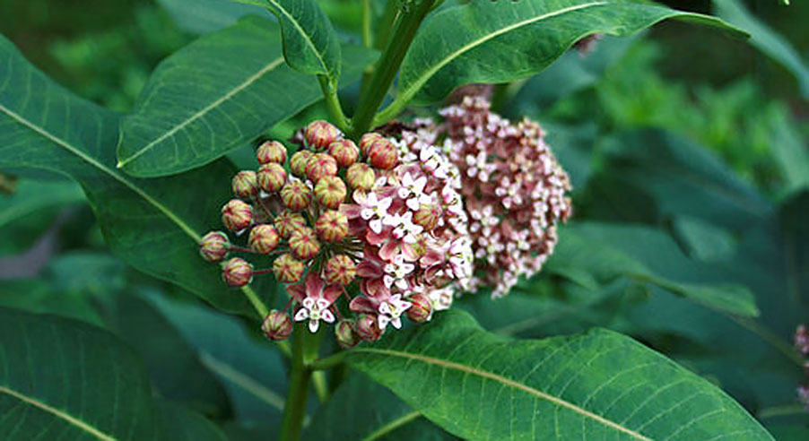 Fotograf: Karelj
Bildbyrå: Wikimedia commons sidenort-webb.jpg