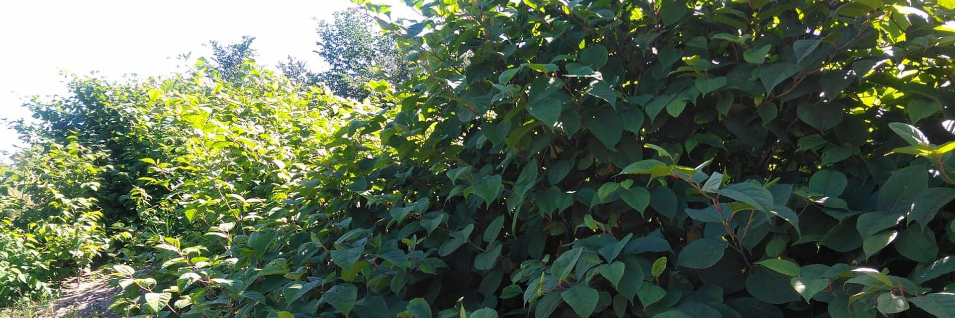 Fotograf: Cajza Eriksson Invasion av parkslide i svensk natur