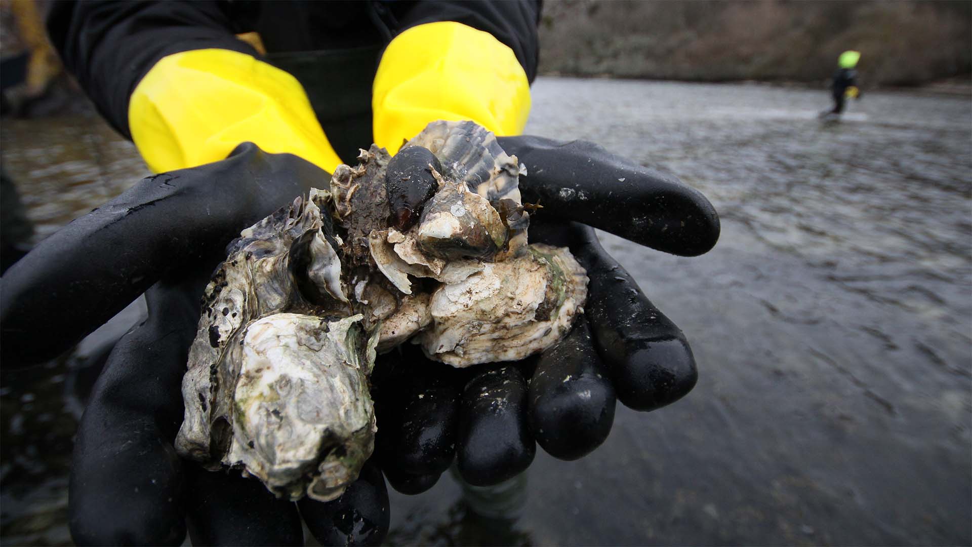 Fotograf: Leon Green Dykare håller två stillahavsostron.