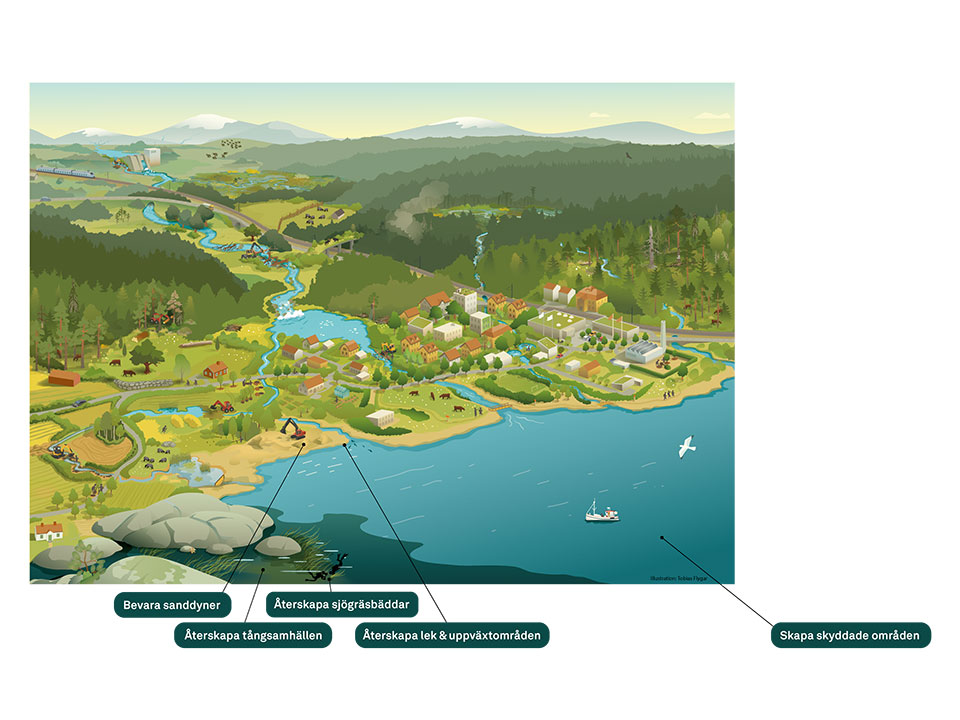 Illustration som visar restaurering av marina ekosystem