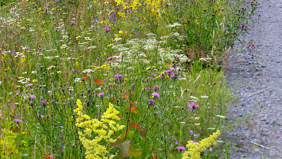 Fotograf: Mats Wilhelm Blommande vägkant