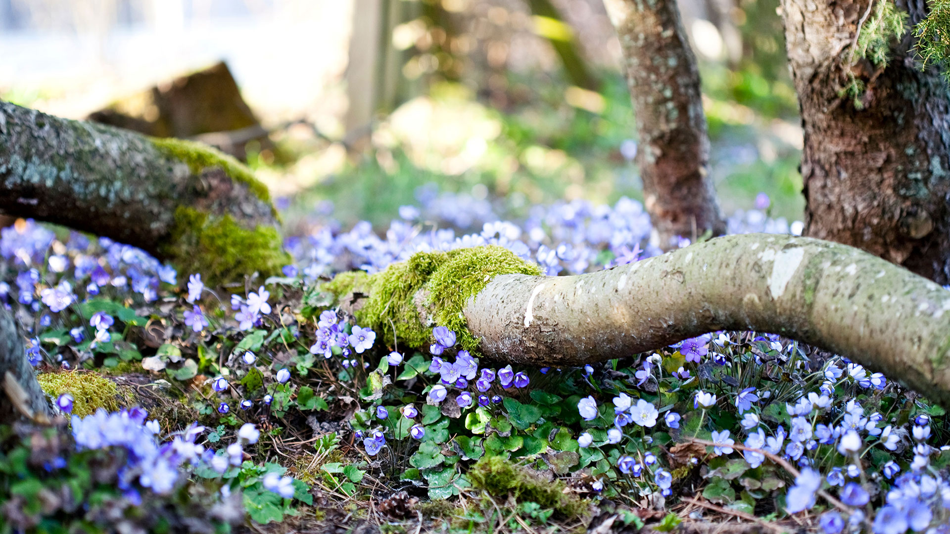 Fotograf: Anne Dillner Trädstam i blå blommor