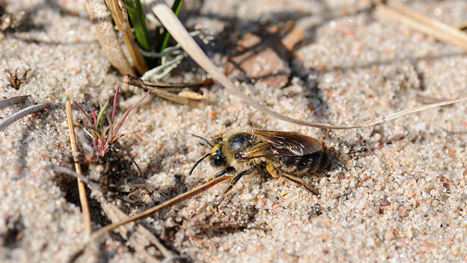 Fotograf: TT-Foto Sandig mark