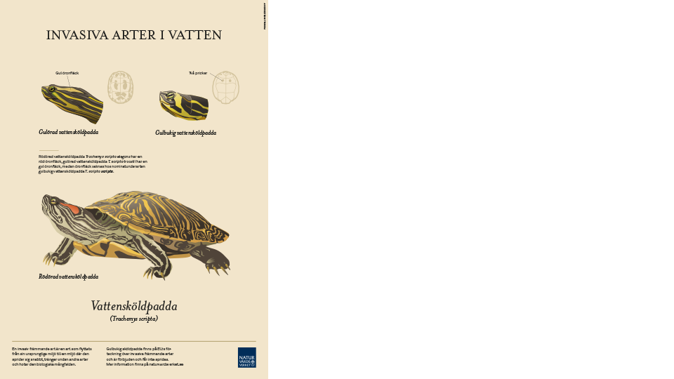 vattenskoldpadda-affisch-960x540.png