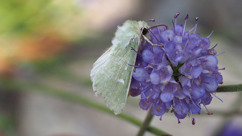 Fotograf: Niklas Johansson
Bildbyrå: SLU Artdatabanken Fjäril på lila blomma