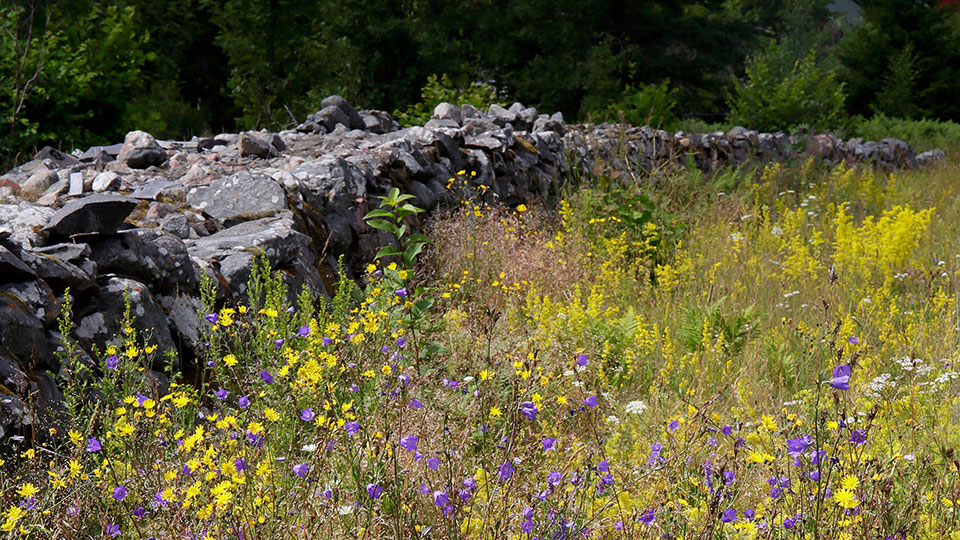 Fotograf: Mats Wilhelm Stenmur vid blommande äng