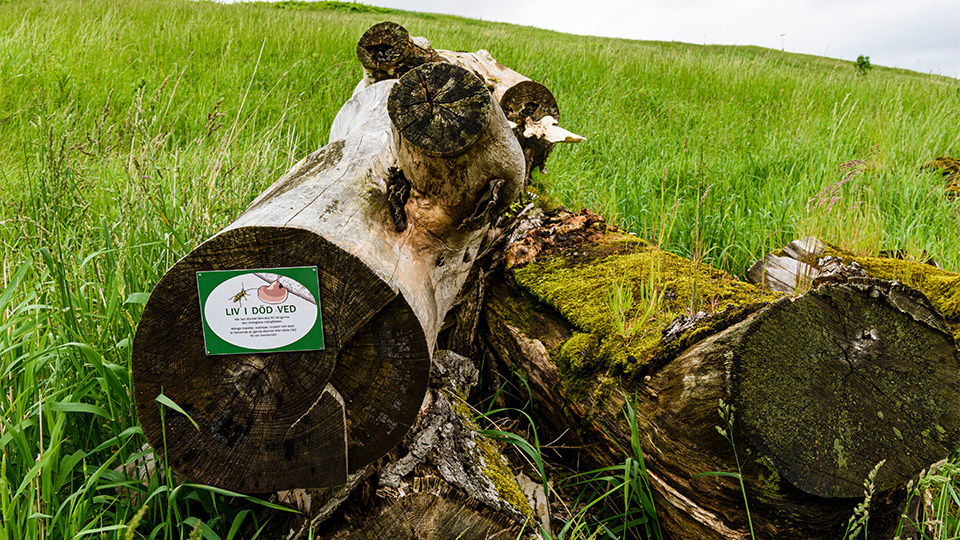 Fotograf: Mikael Svensson
Bildbyrå: Johnér Gamla trästockar