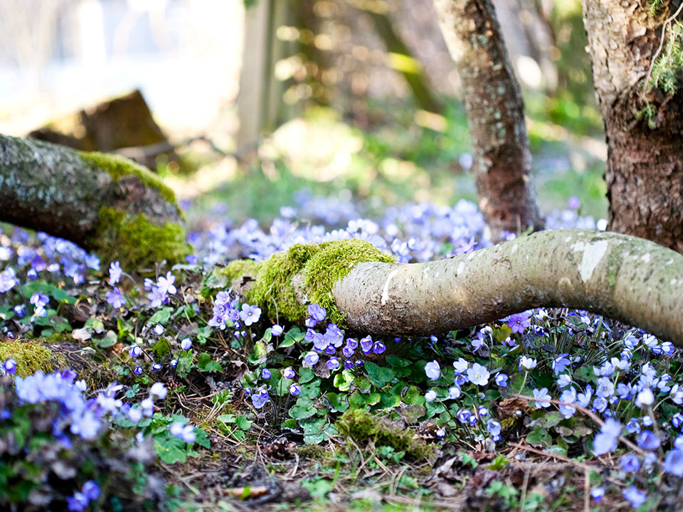 Fotograf: Anne Dillner
Bildbyrå: Johner Liggande trädstam i blåsippor
