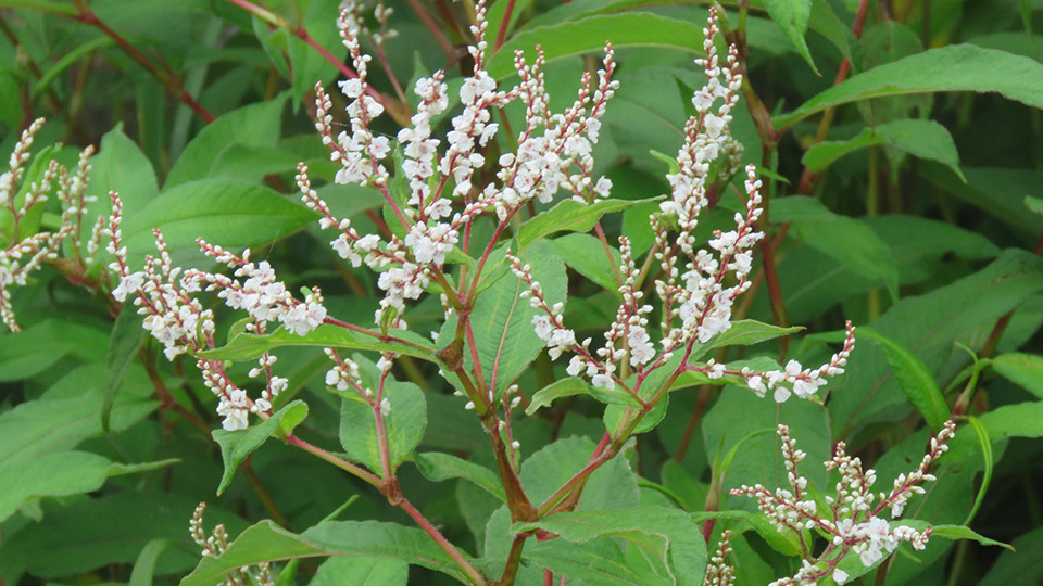 Fotograf: Vinayaraj
Bildbyrå: Wikimedia commons Syrenslide