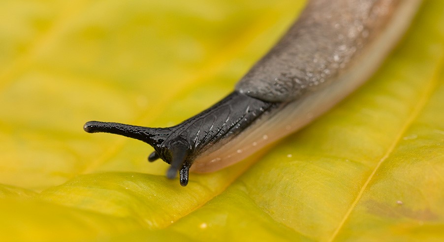 Fotograf: Jonas Roth Svarthuvad snigel.