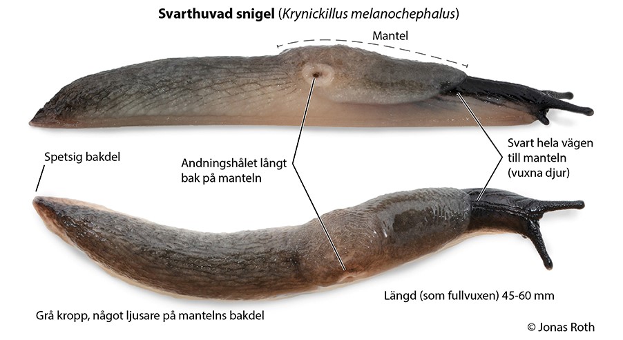 Fotograf: Jonas Roth svarthuvad-snigel.jpg