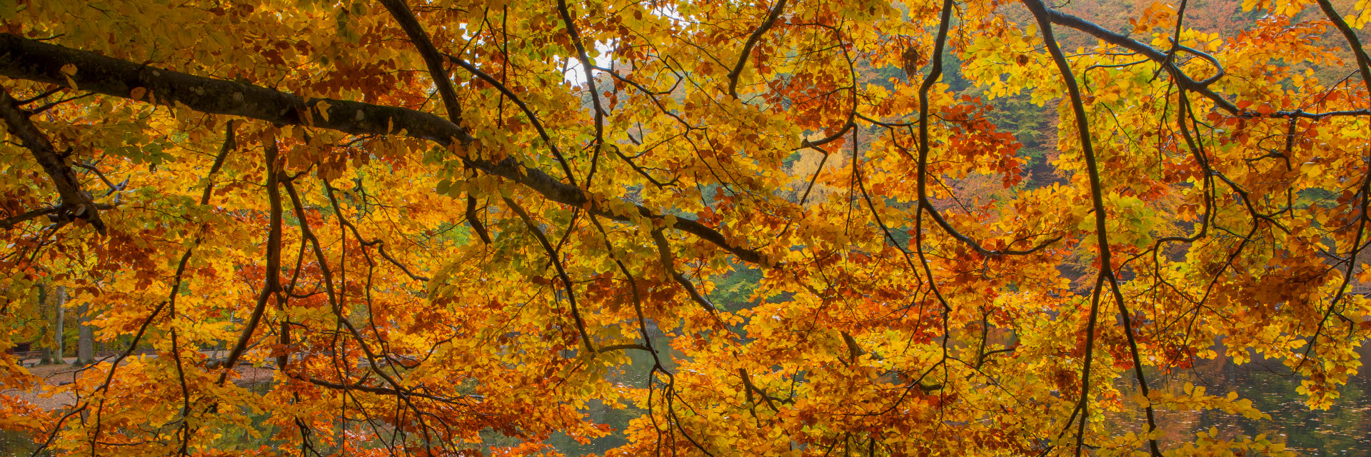 Träd i höstfärger i Skäralid i Söderåsens nationalpark.
