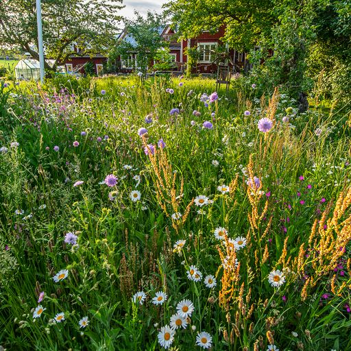 Blom grasmatta3mu1lKLg.jpeg