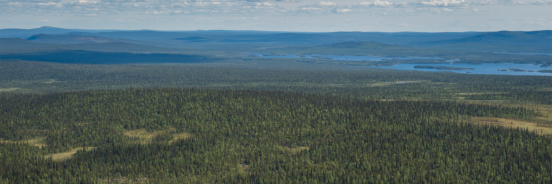 Fotograf: Ola Jennersten
Bildbyrå: TT Skogslandskap