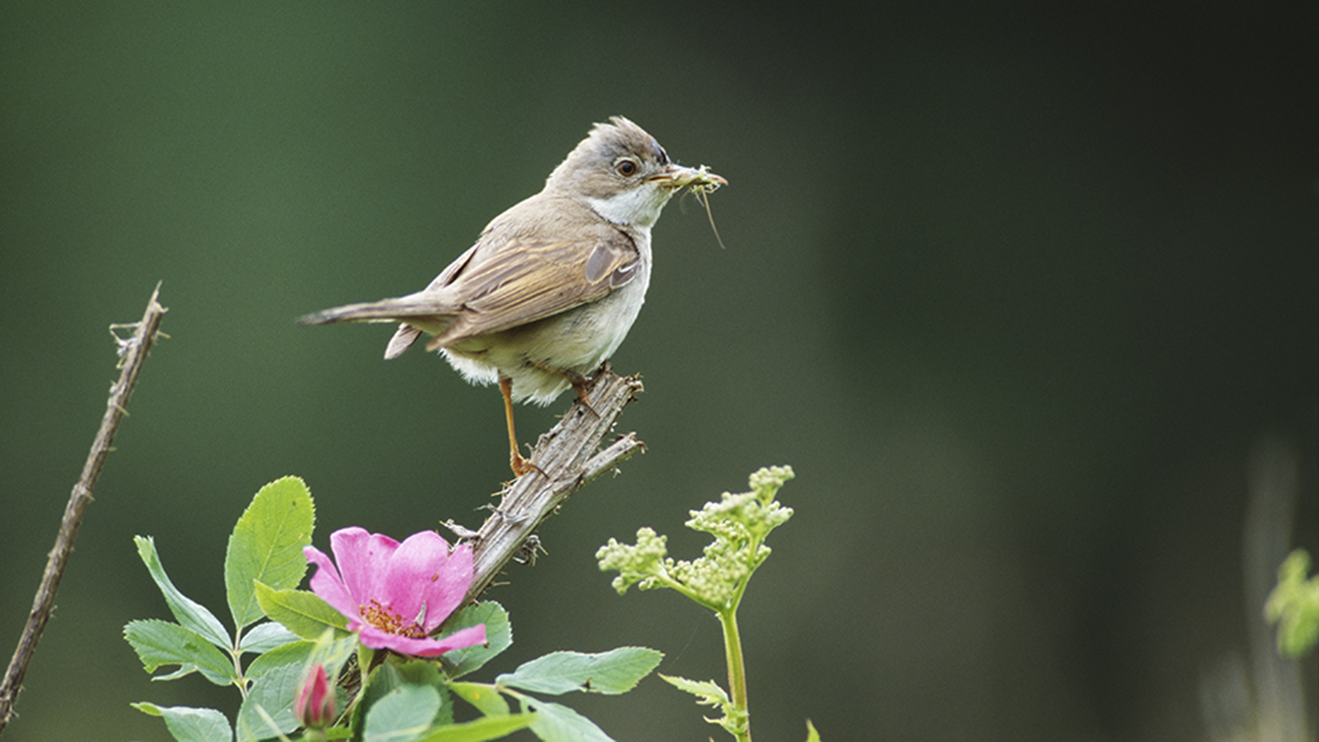 Fotograf: Tero Niemi
Bildbyrå: Johner.se Tömsångare sitter på en kvist bredvid en rosa blomma.