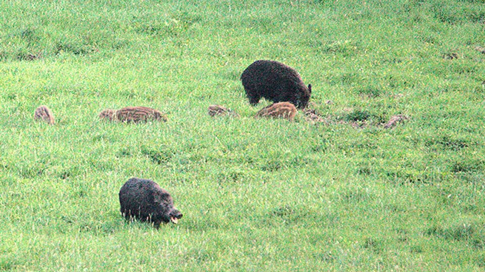 Fotograf: Anders Broby En flock vildsvin på en äng.