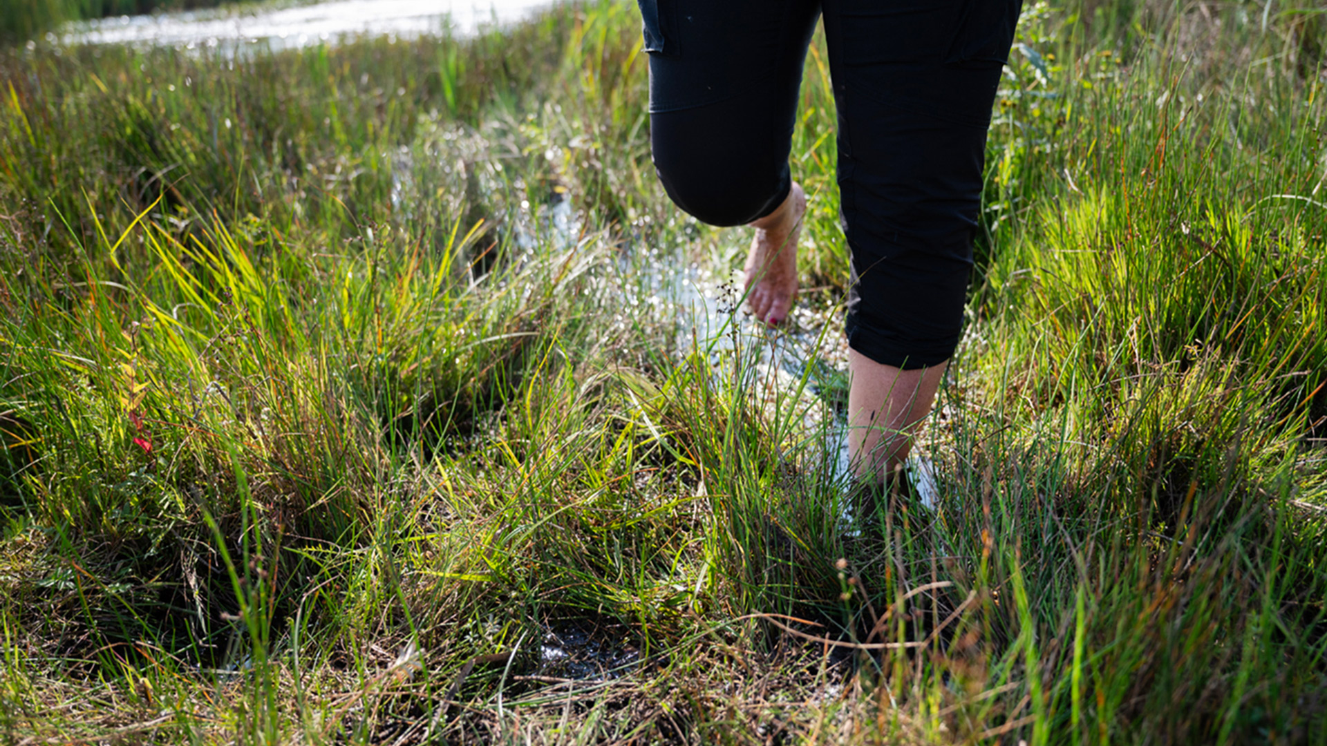 Fotograf: Lina Alriksson En person går barfota i våtmark