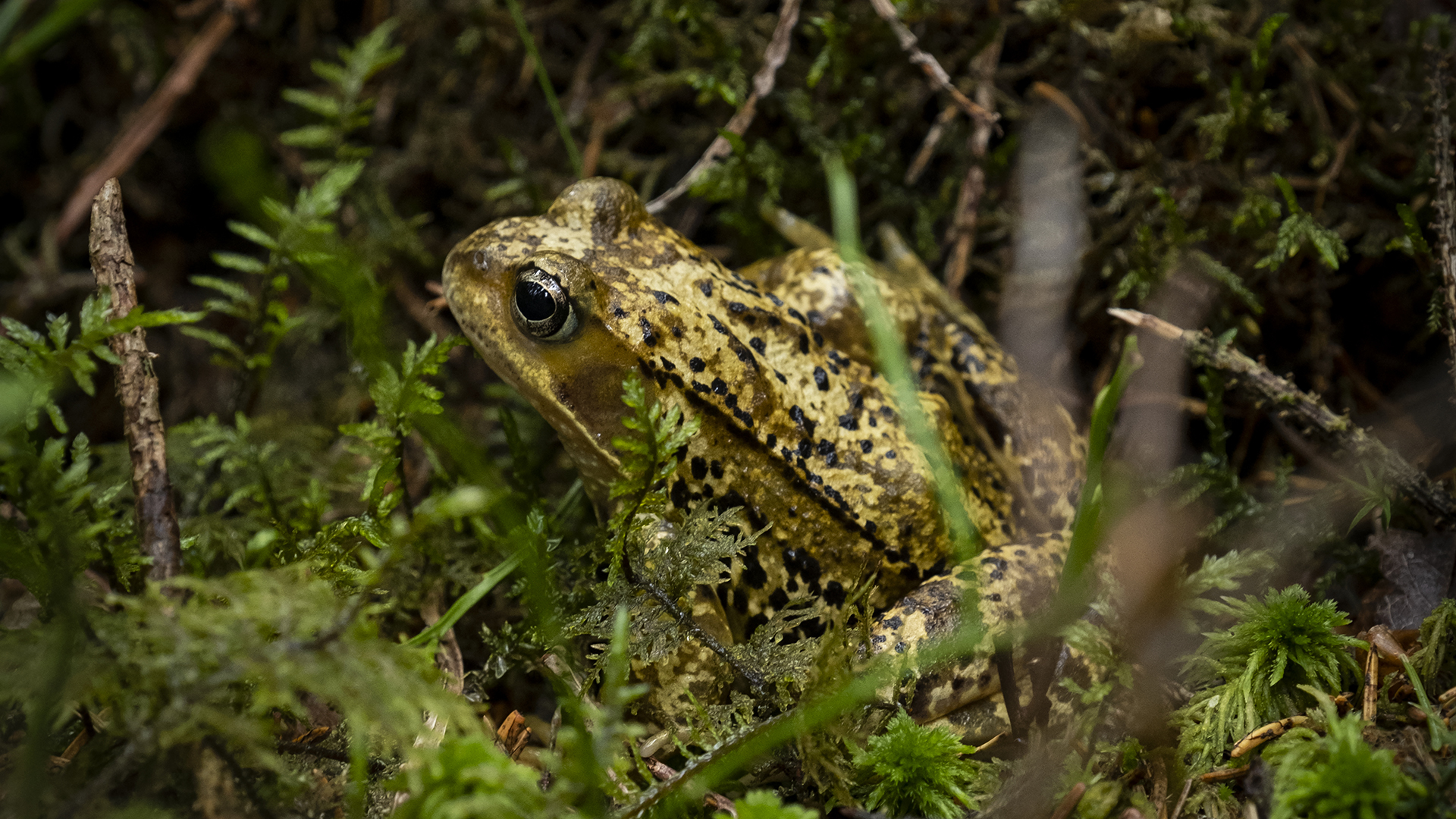 Fotograf: Philip Liljenberg
Bildbyrå: Johnér bildbyrå Groda i skog.