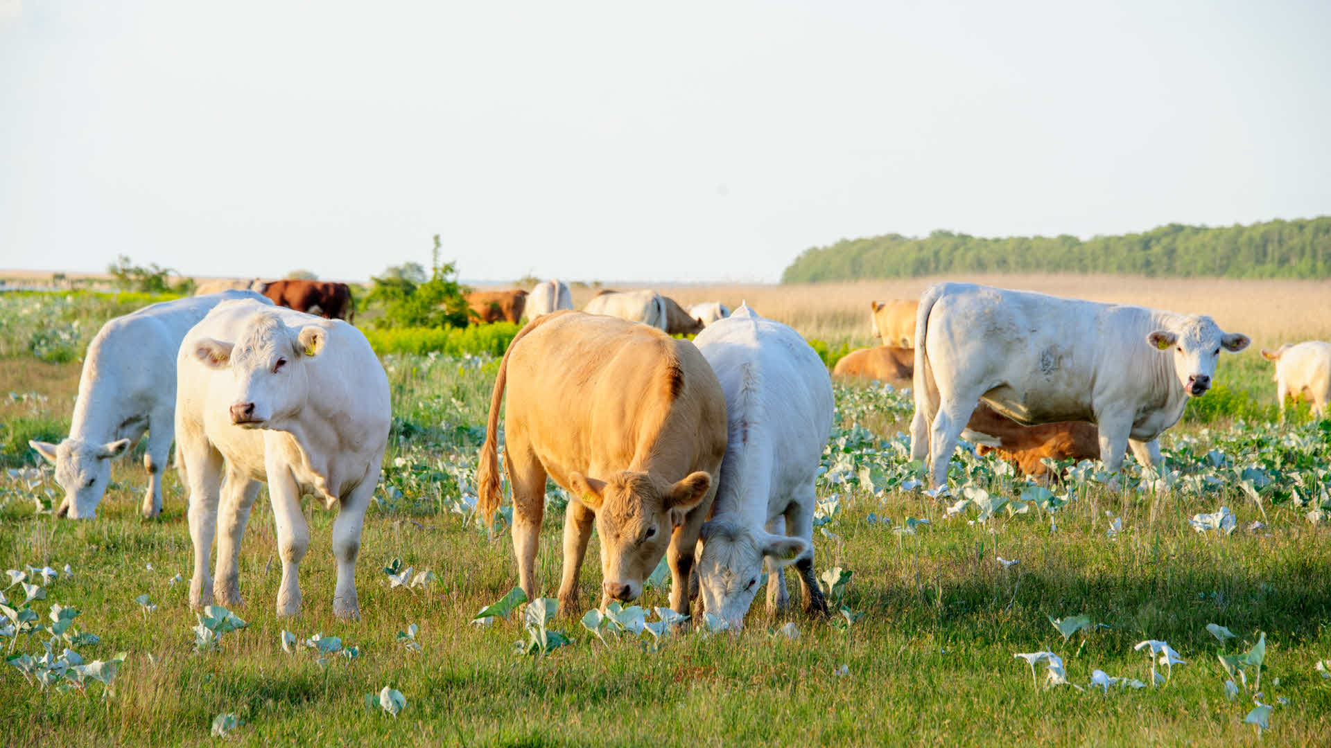 Fotograf: Kenneth Bengtsson
Bildbyrå: Johnér Kor på grönbete