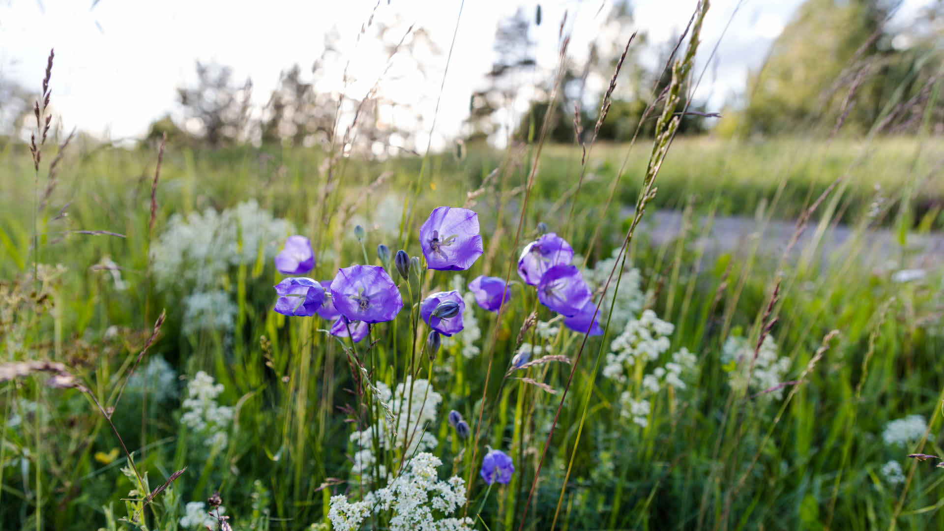 Fotograf: Thomas Adolfsen Sommarblommor på äng