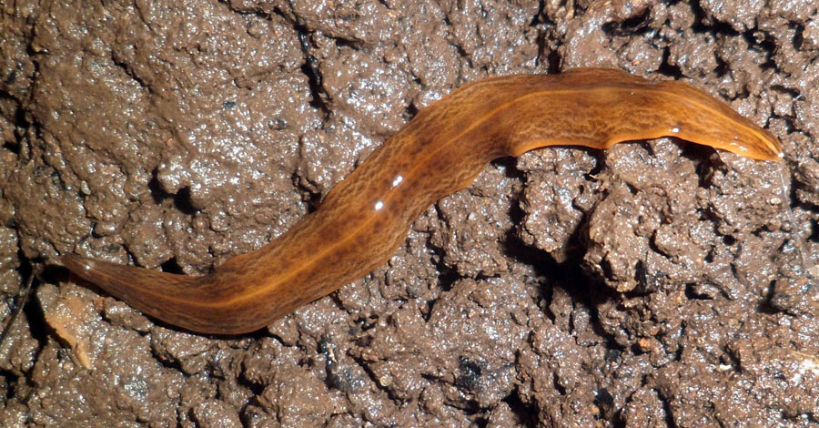 Fotograf: Piter Kehoma Boll
Bildbyrå: Wikipedia CC Brun platt mask i lerjord.