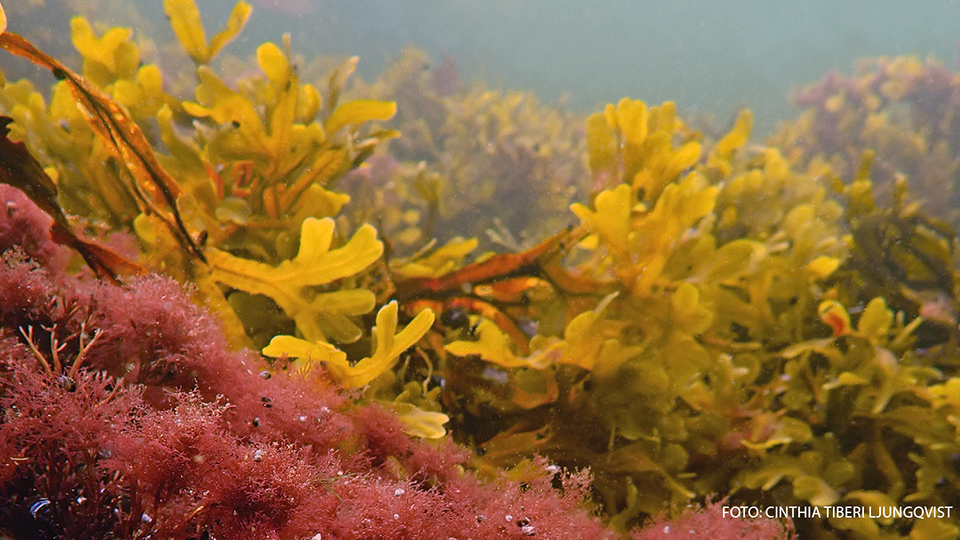 Rödalger och blåstång.