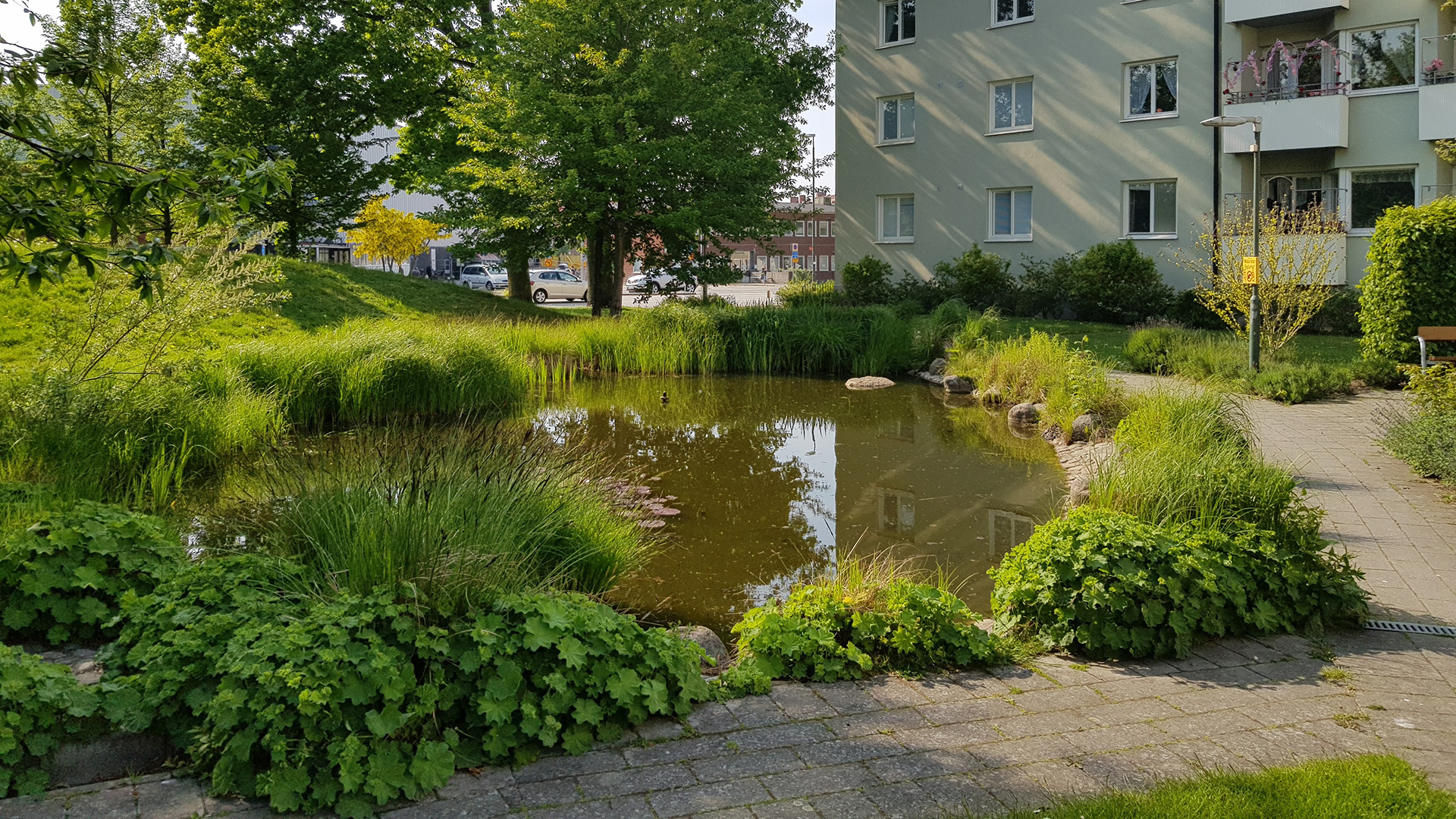 Fotograf: Timo Persson Dagvattendamm