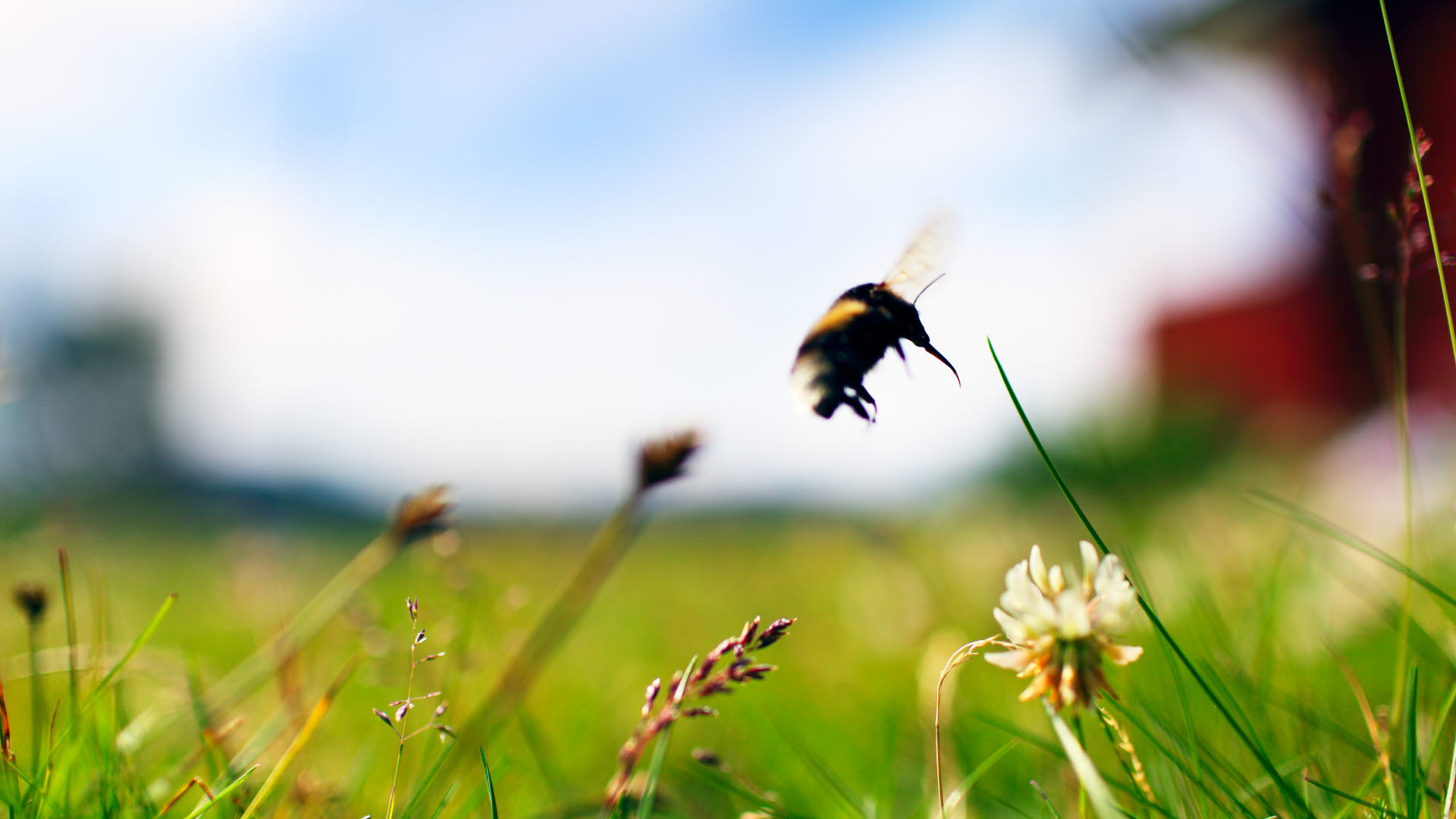 Humla flyger över klöverblomma, Kiruna