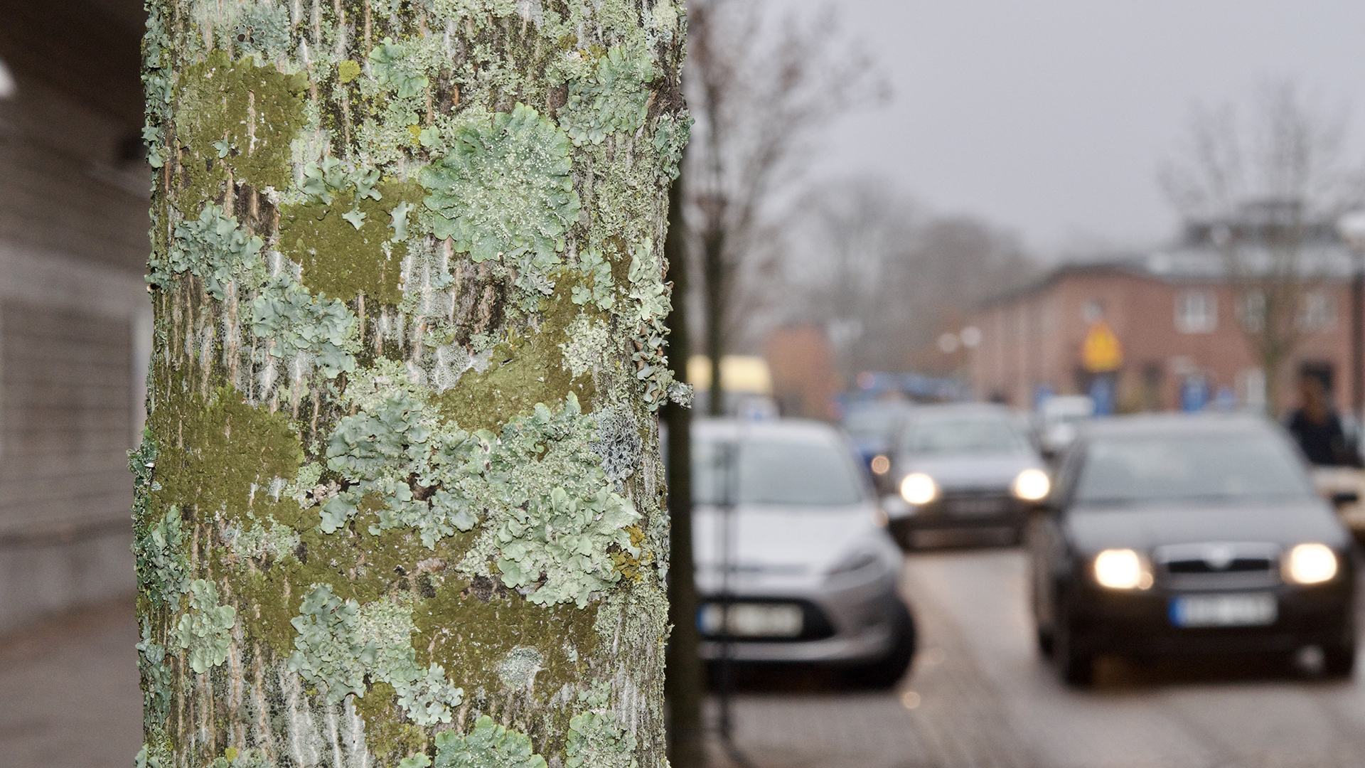 Fotograf: Svante Hultengren
Bildbyrå: Naturcentrum AB Trädstam med lava vid en väg med bilar.