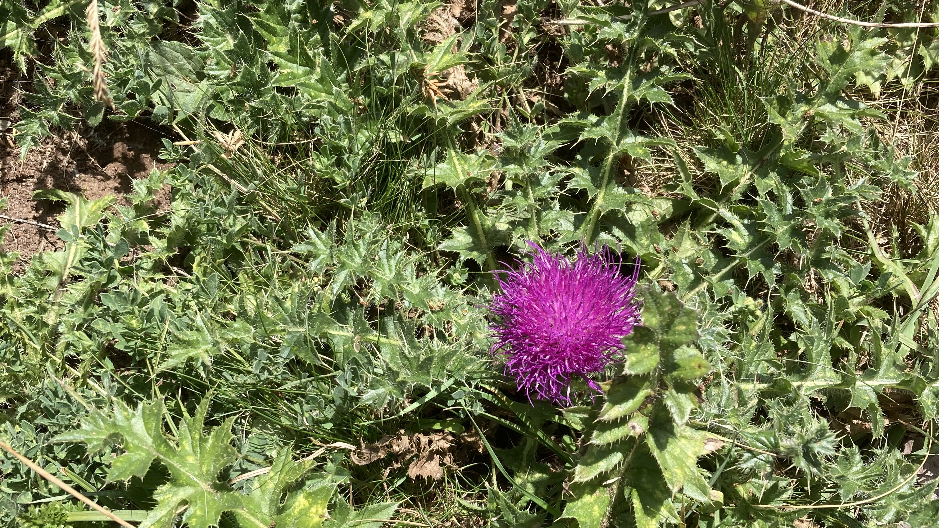 Fotograf: Dag Fredriksson Närbild på en jordtistel.