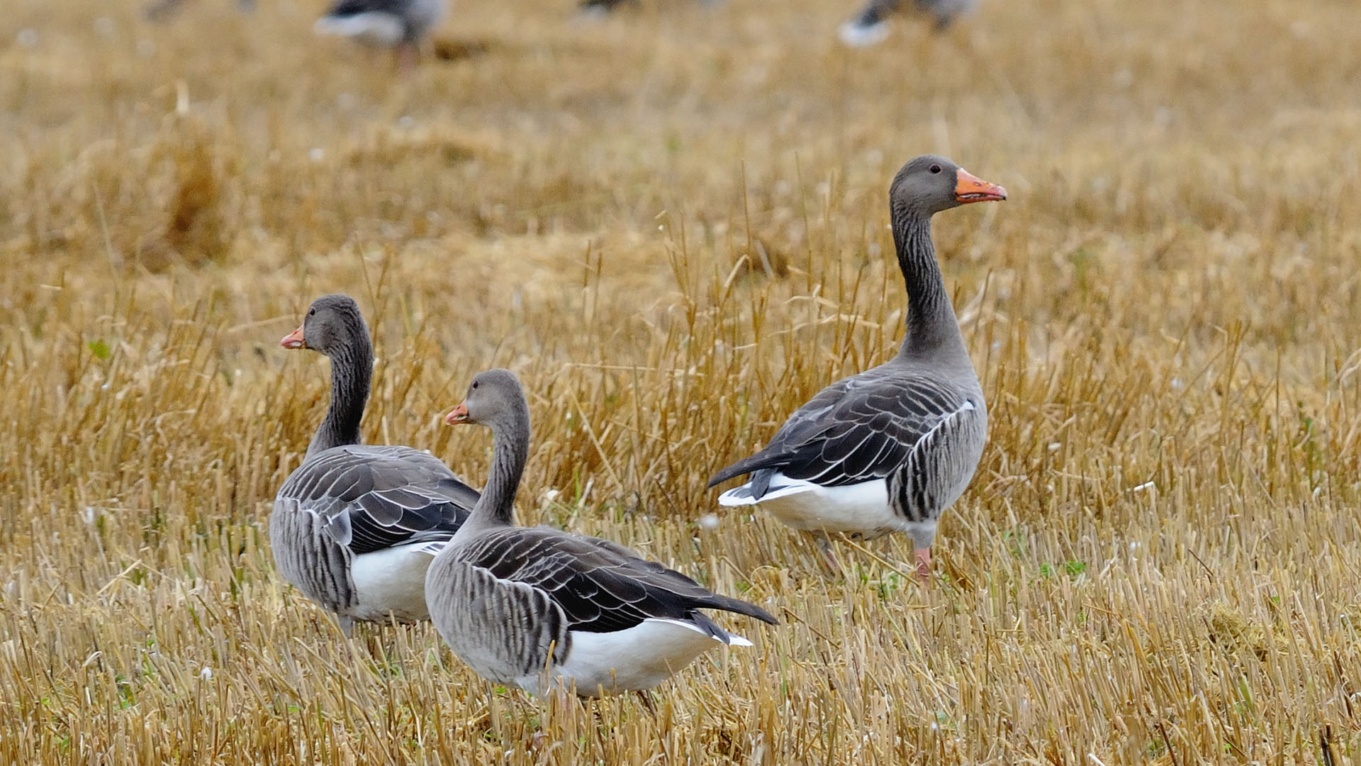 Fotograf: Johan Månsson Tre stycken grågäss på ett fält